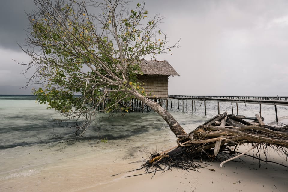 A beach in Numfor, Papua, with a fallen tree in the foreground and a bamboo hut on stilts in the background.