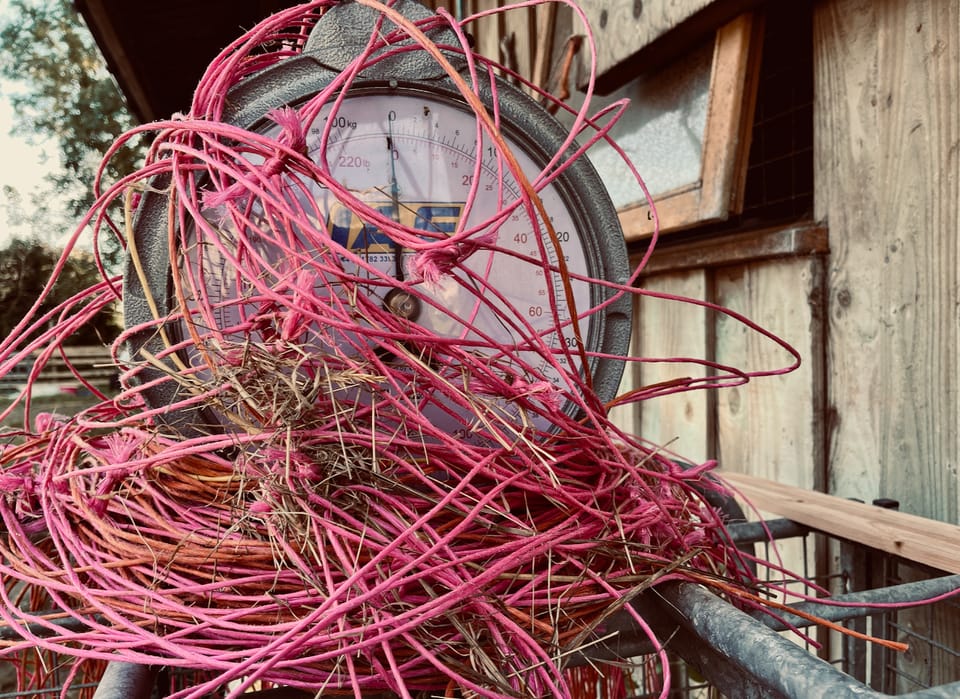 a tangled mass of pink bailing twine wrapped around the top of a livestock weighing scale